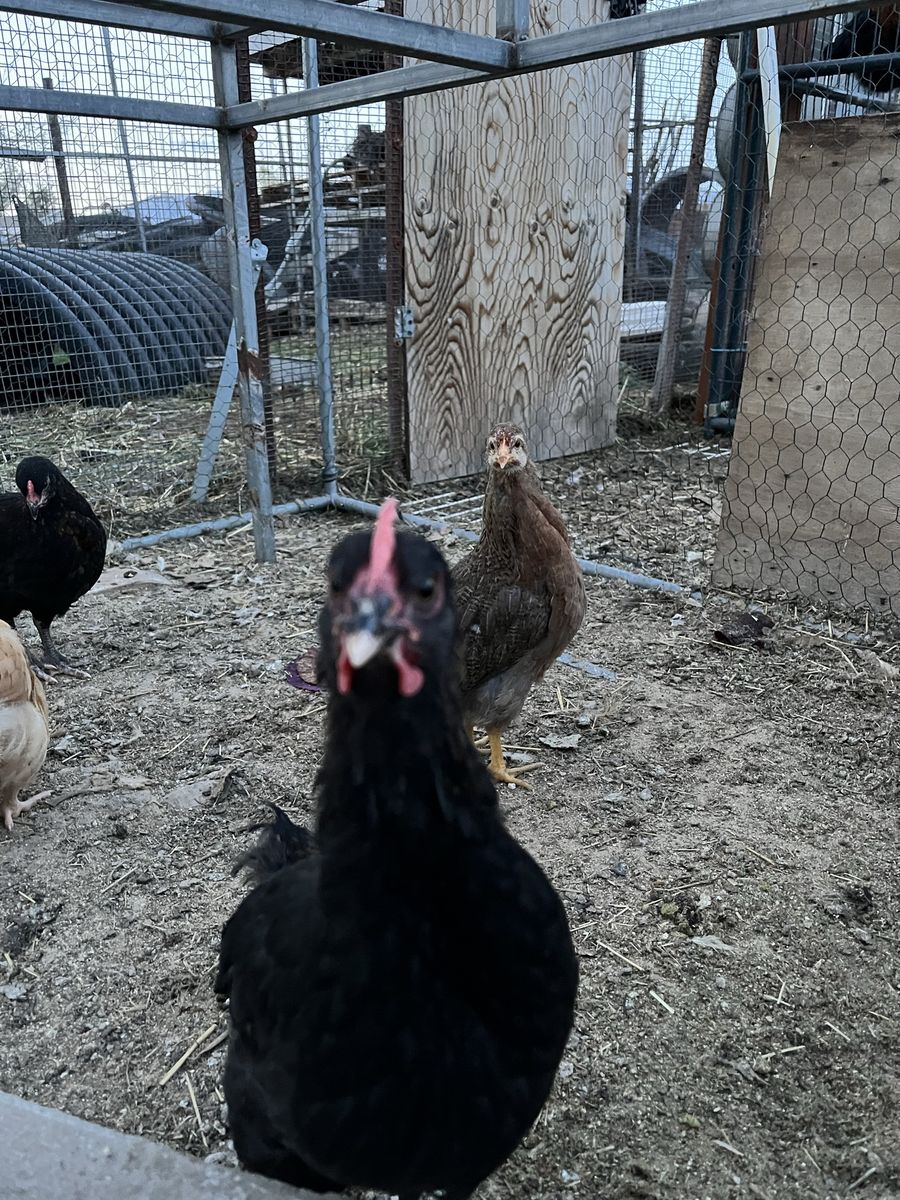 Young laying hens and chicks.