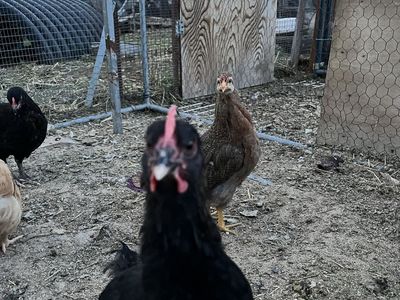 Young laying hens and chicks.