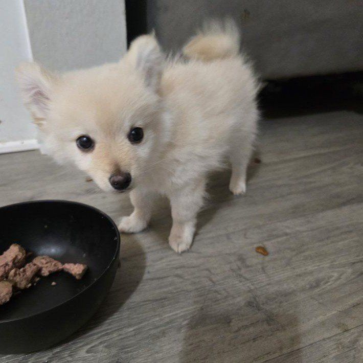 pomeranian puppies (pomchi)SOOO CUTE!
