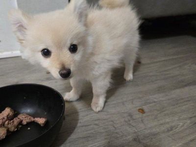 pomeranian puppies (pomchi)SOOO CUTE!