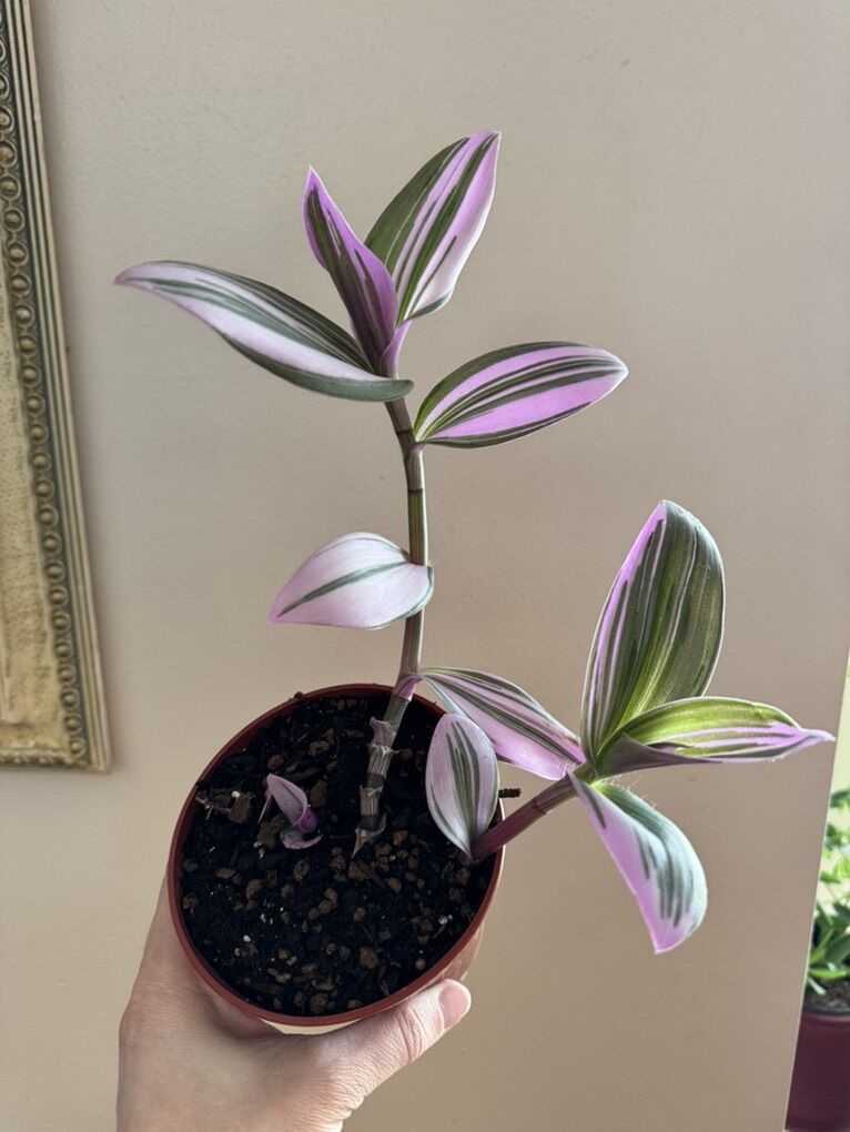 Pink Wandering Jew
