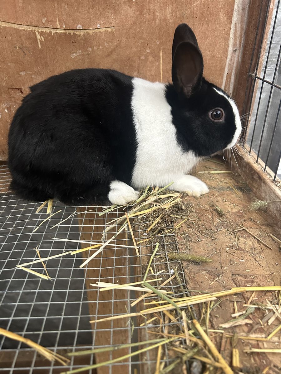 Pedigreed Black Dutch Rabbit