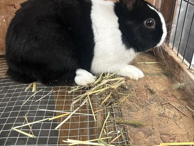 Pedigreed Black Dutch Rabbit