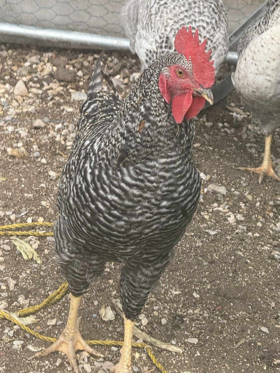 Barred Plymouth Rock Rooster - Healthy Live Poultry