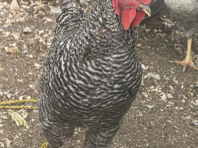 Barred Plymouth Rock Rooster - Healthy Live Poultry