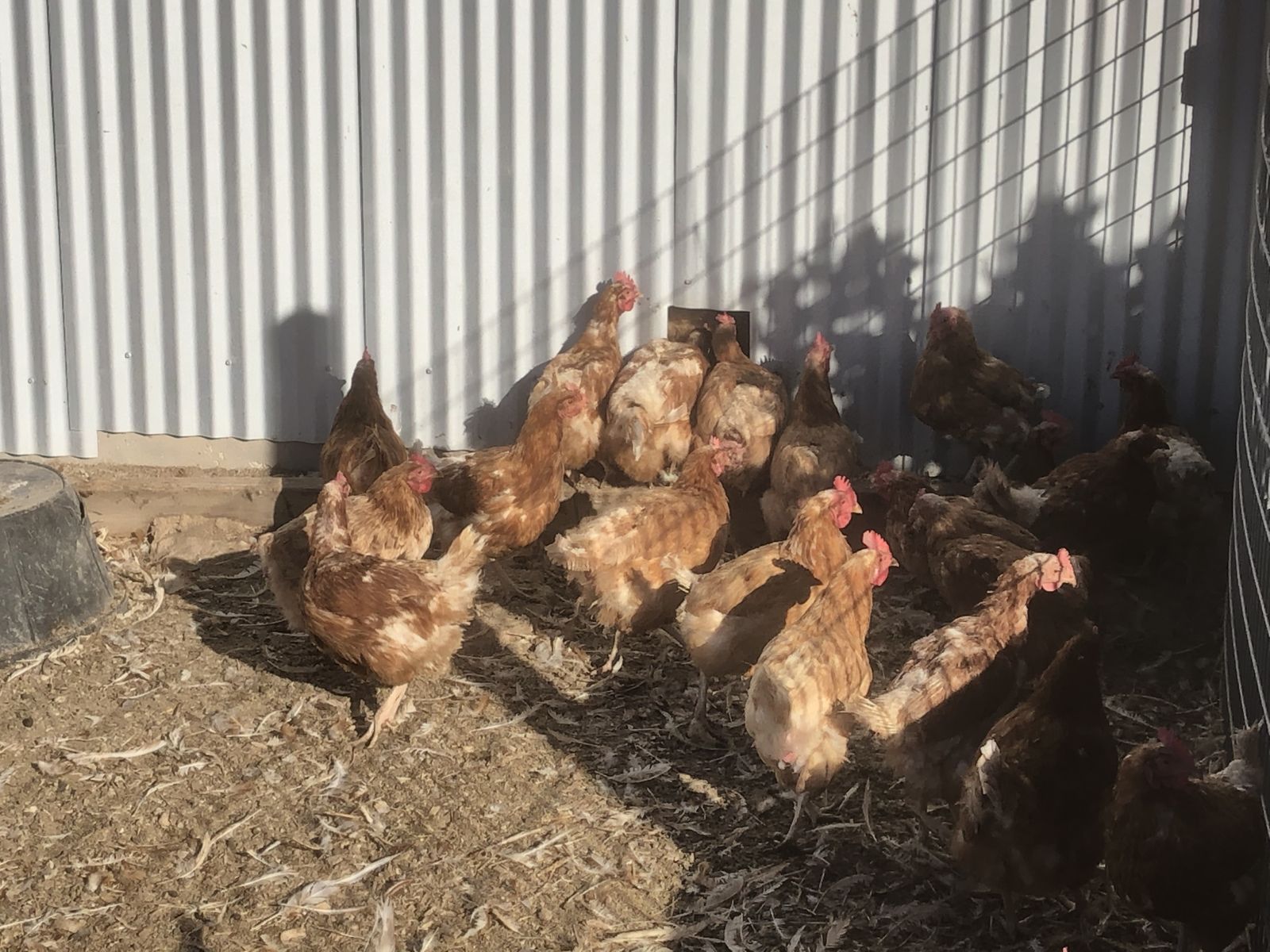 Laying hens (layimg