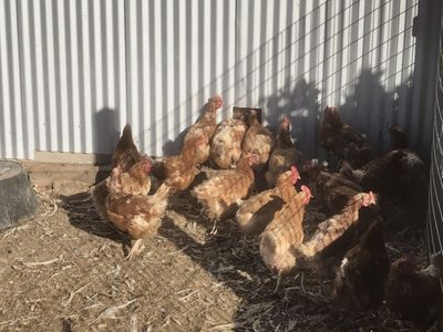 Laying hens (layimg