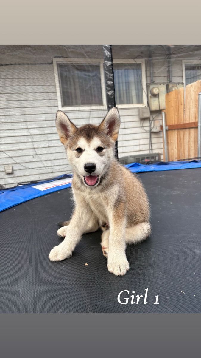 Husky puppy