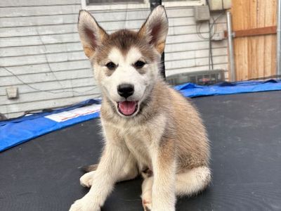 Husky puppy