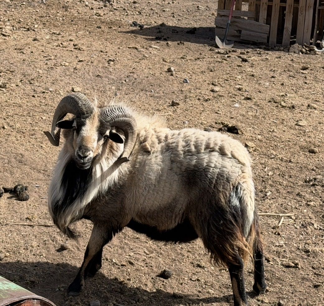 AMERICAN BLACKBELLY RAM