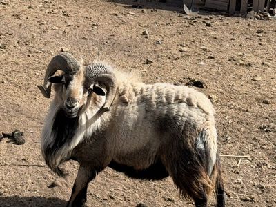 AMERICAN BLACKBELLY RAM