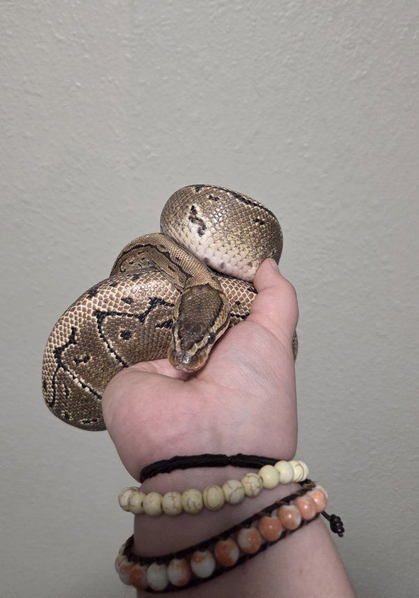 Male Pinstripe Ball Python