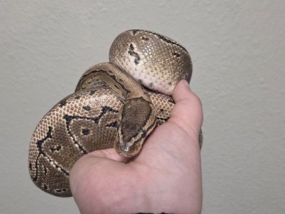 Male Pinstripe Ball Python