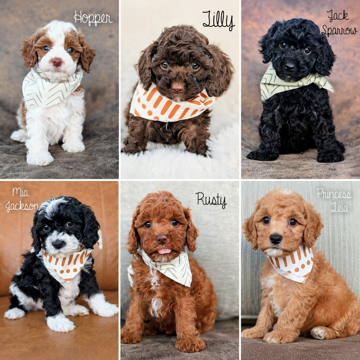 Cavapoo Puppies Ready To Go This Weekend! (bernedoodle/ cavalier / goldendoodle)