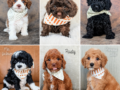 Cavapoo Puppies Ready To Go This Weekend! (bernedoodle/ cavalier / goldendoodle)