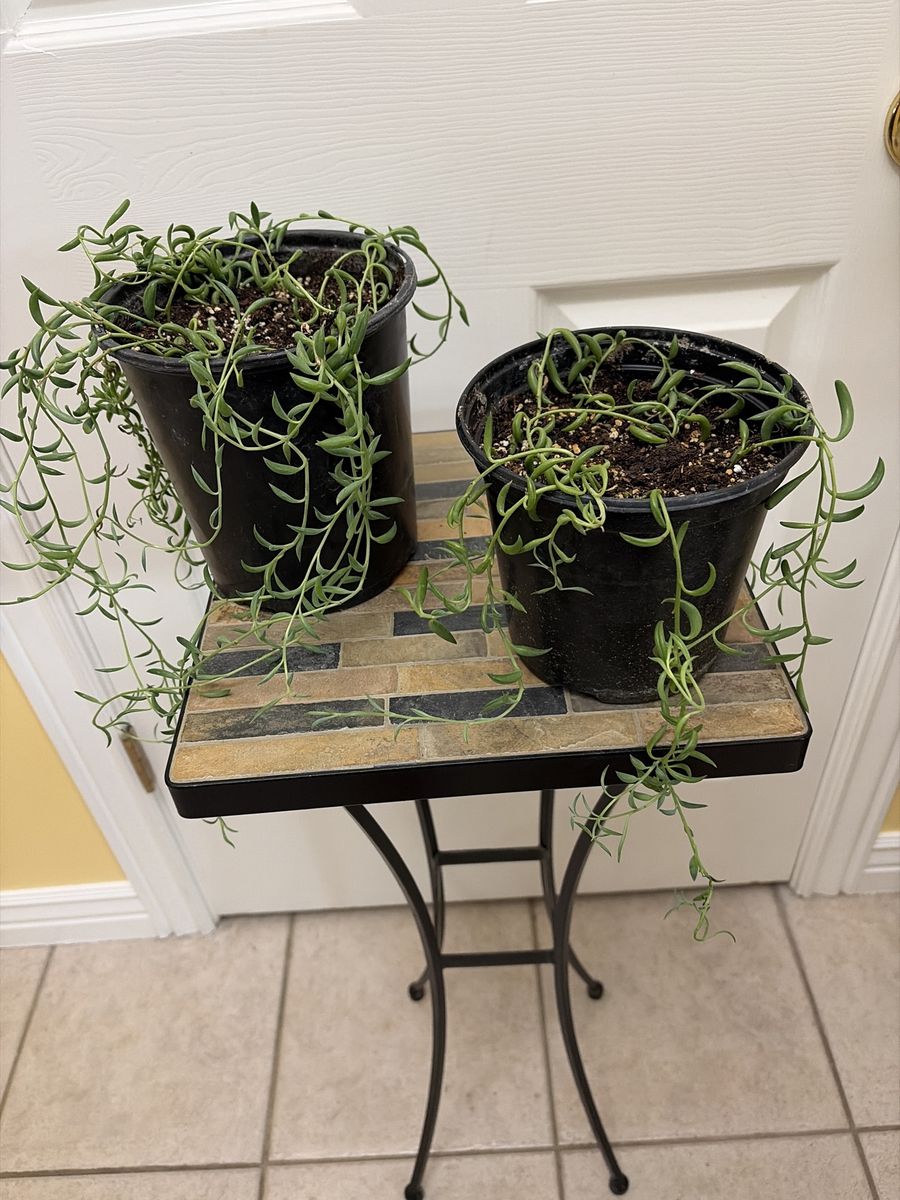 String of bananas (succulent plant)