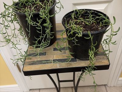 String of bananas (succulent plant)