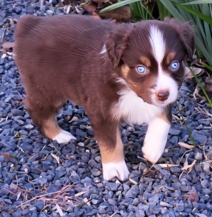 ASDR Miniature Australian Shepherds