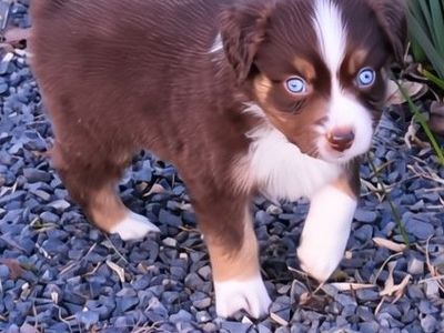 ASDR Miniature Australian Shepherds