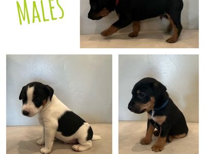 Jack Russell/Jagd Terrier mix