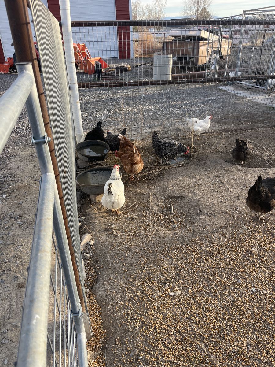 Laying Hens