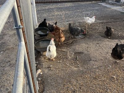 Laying Hens