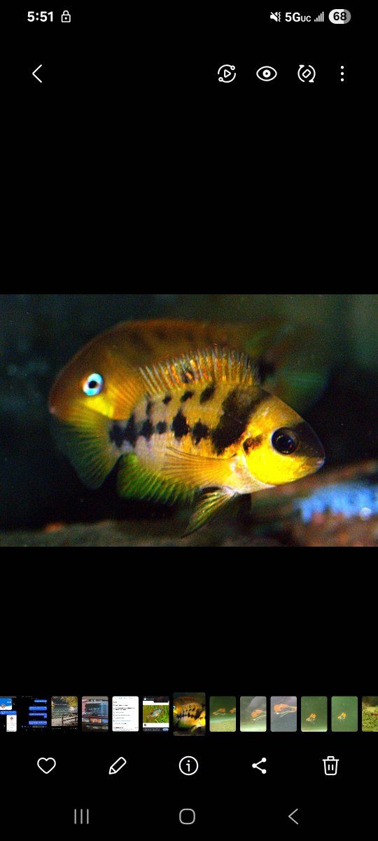 cichlid yellow fish (convict)