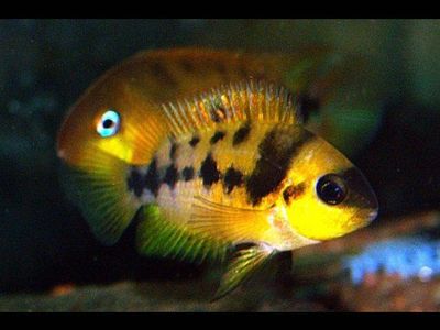 cichlid yellow fish (convict)