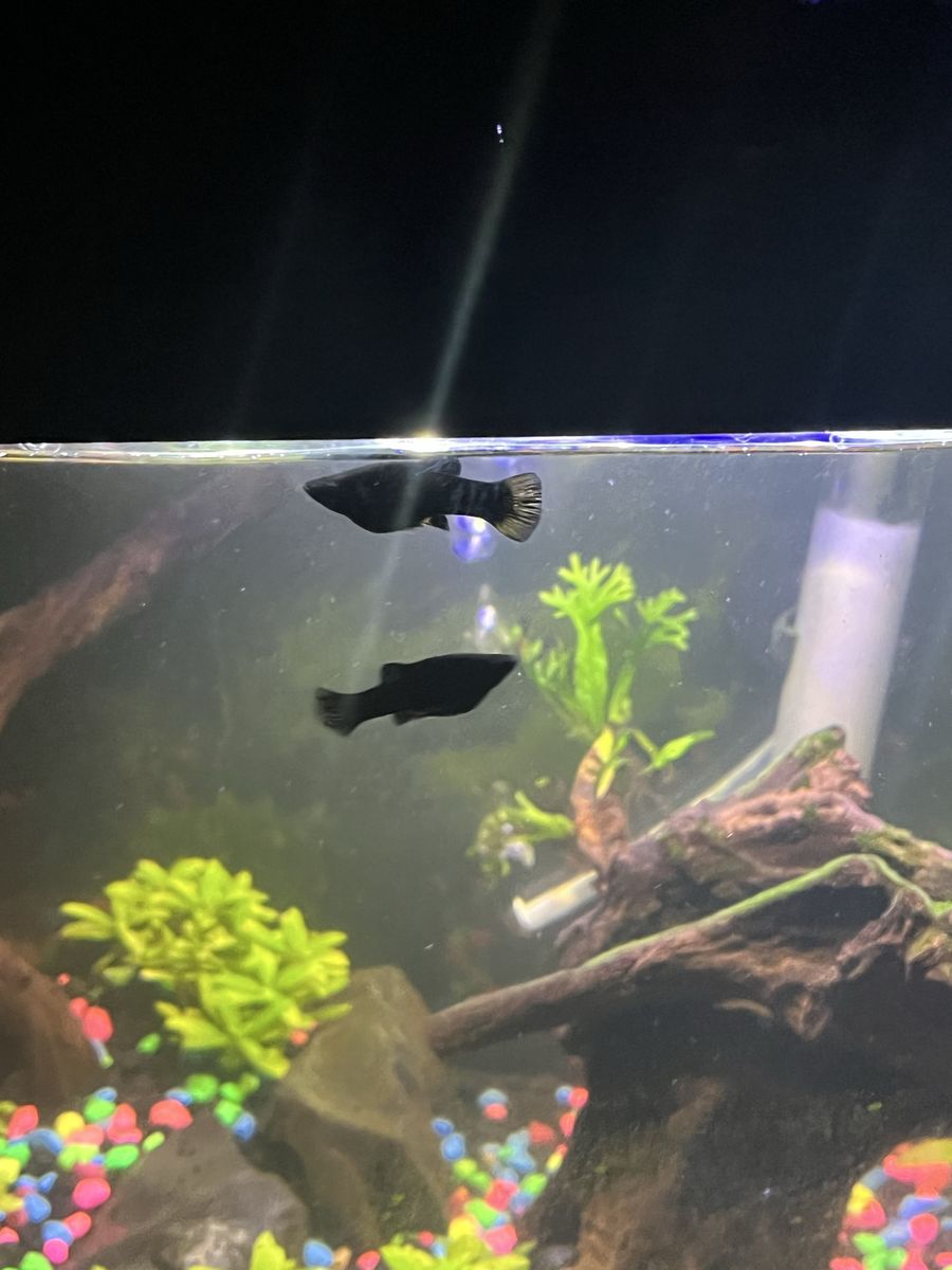 Black Mollies