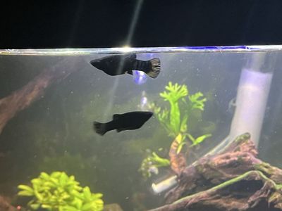 Black Mollies