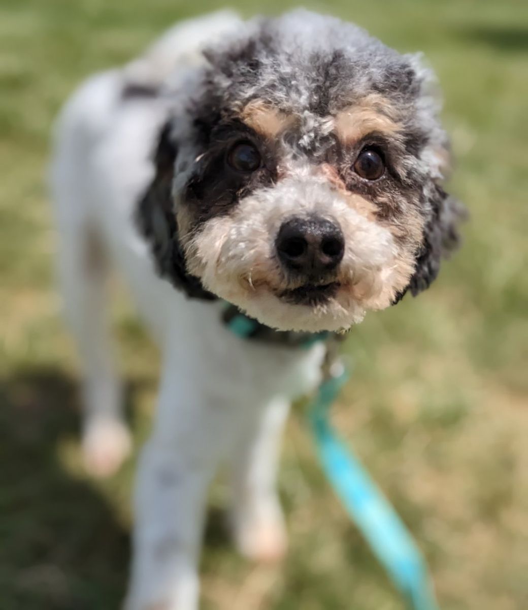 Happy Sidekick Adventure Buddy, 4 yr old Toy Labradoodle, 9.5lbs, Neutered
