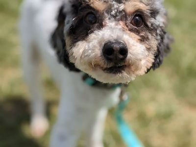 Happy Sidekick Adventure Buddy, 4 yr old Toy Labradoodle, 9.5lbs, Neutered