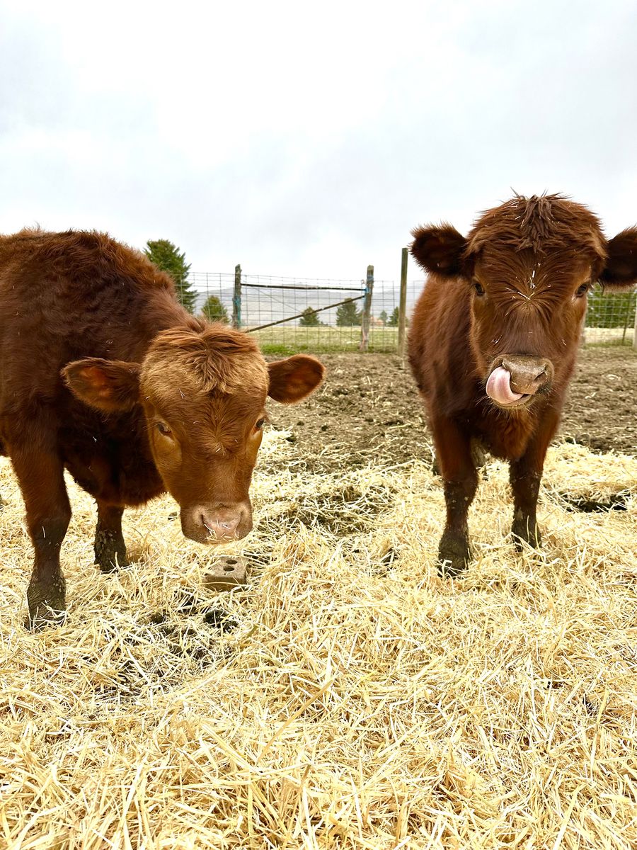 Dexter Cattle Calves Steers/ heifer