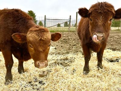 Dexter Cattle Calves Steers/ heifer