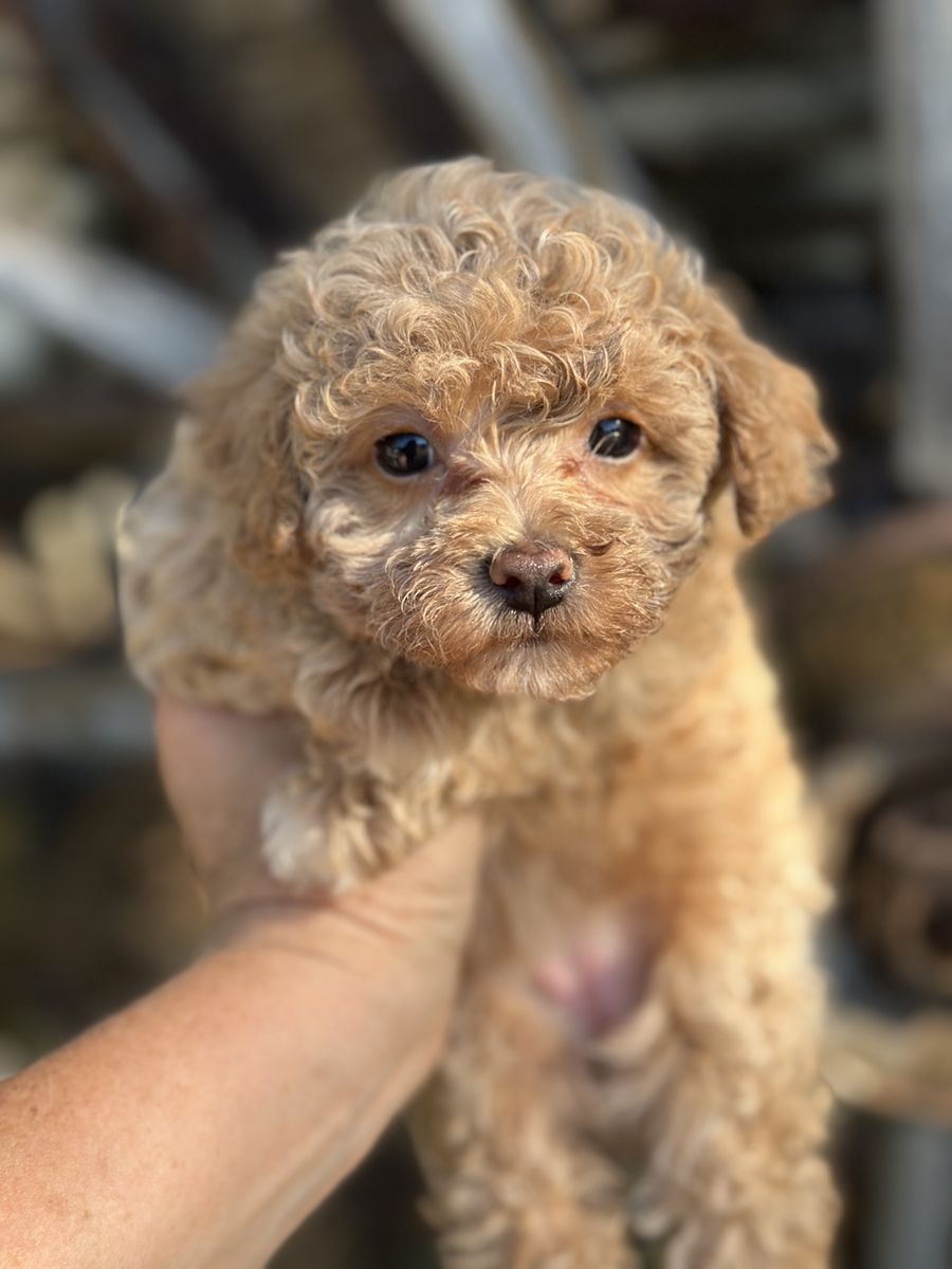 Small Female Maltipoo AKC Maltese toy Poodle Puppy - Calm, gentle, Hypoallergenic, non-shedding, Yorkie poo morkie poo