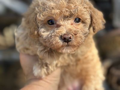 Small Female Maltipoo AKC Maltese toy Poodle Puppy - Calm, gentle, Hypoallergenic, non-shedding, Yorkie poo morkie poo