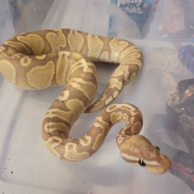 Ball python