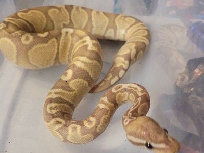 Ball python