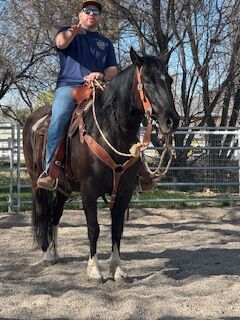 Peruvian Paso x Andalusian.