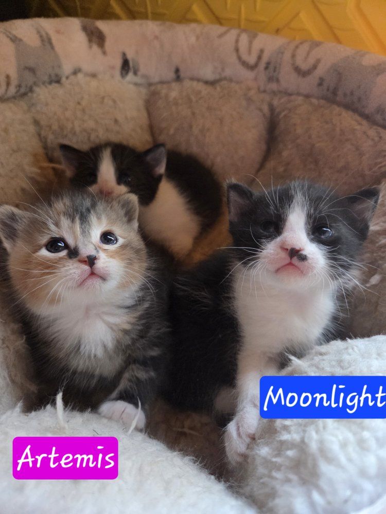 2 adorable outdoor kittens