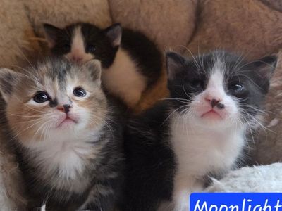 2 adorable outdoor kittens