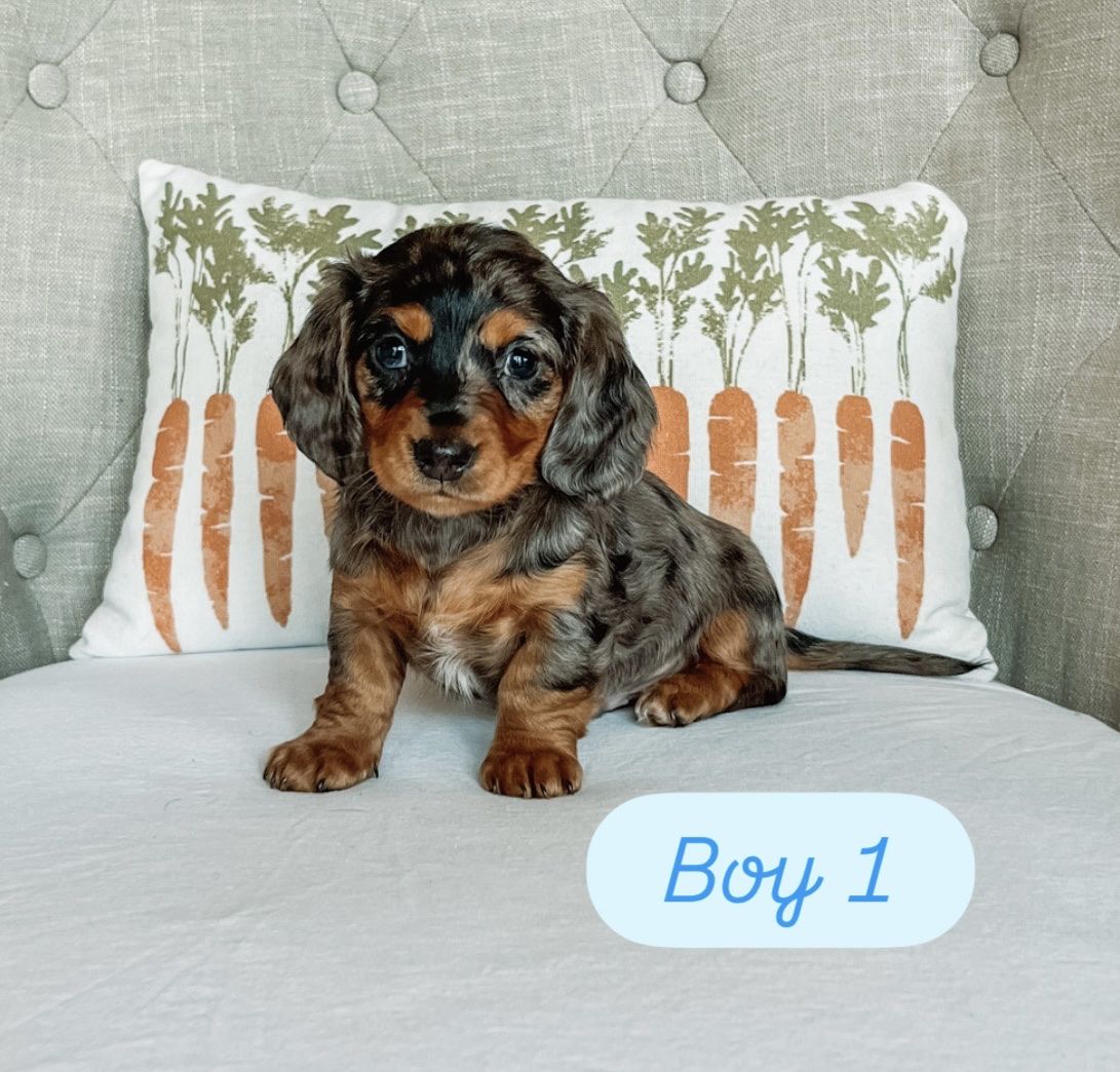 Miniature Dachshund Puppies