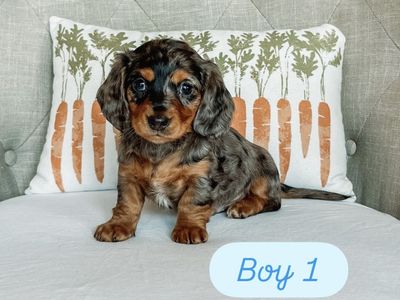 Miniature Dachshund Puppies