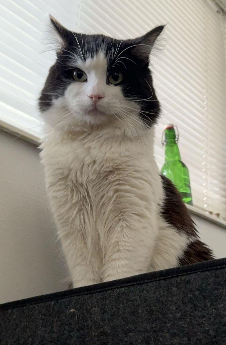 Black and White Tuxedo Cat - Adult, Domestic Long Hair ***needs to be rehomed***