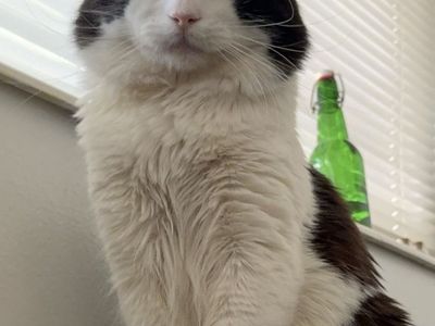 Black and White Tuxedo Cat - Adult, Domestic Long Hair ***needs to be rehomed***