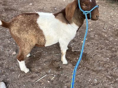 Boer Billy