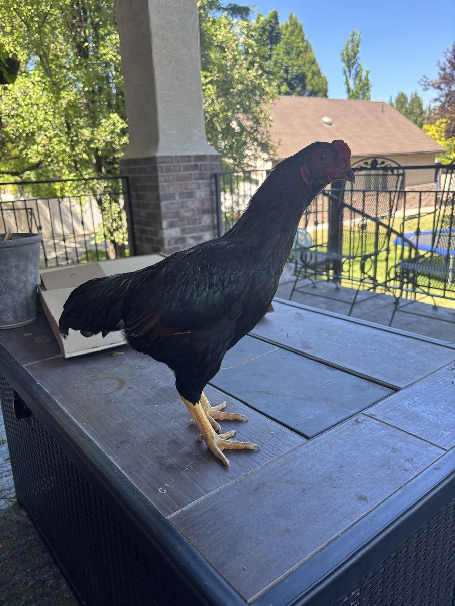 Black Rooster - Young & Healthy Farm Bird for Breeding or Pet