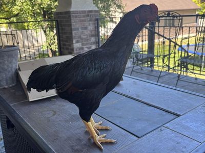 Black Rooster - Young & Healthy Farm Bird for Breeding or Pet