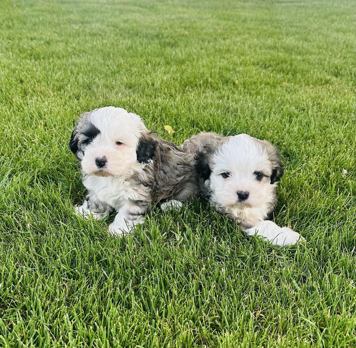 Cocker Spaniel/Shih Tzu Puppies