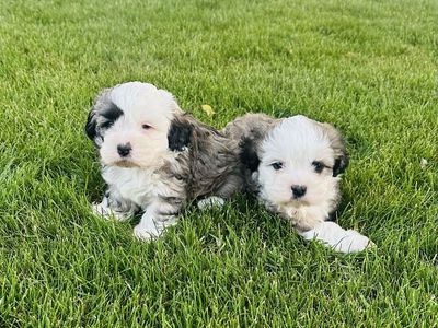 Cocker Spaniel/Shih Tzu Puppies